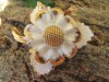 Antique Cara China Staffordshire shabby flower brooch